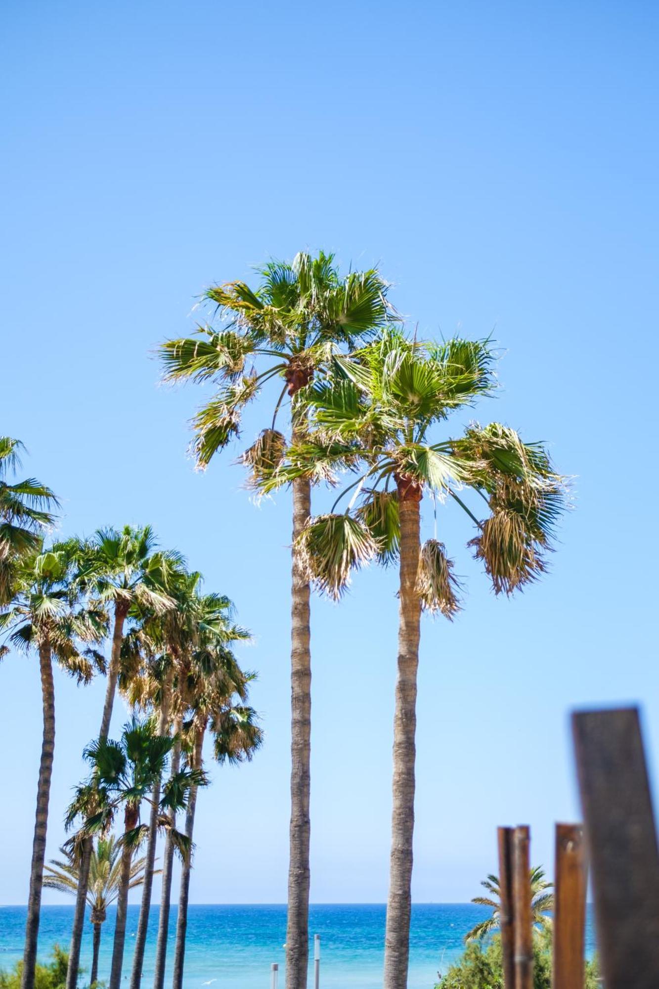 Hotel Ciutat Jardi Palma de Mallorca Zewnętrze zdjęcie